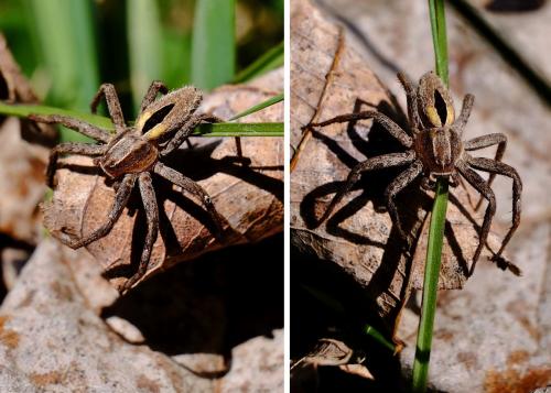 Réf. 280 117 : Thanatus formicinus